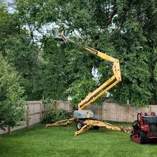 Professional Tree Services in Oronoco, MN