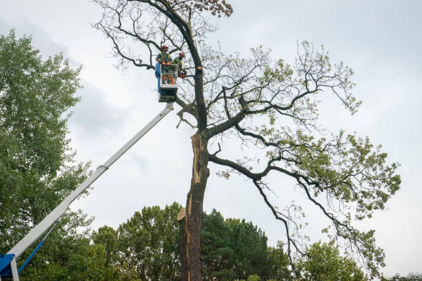 How Our Tree Care Process Works  in  Oronoco, MN