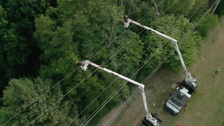 How Our Tree Care Process Works  in  Oronoco, MN