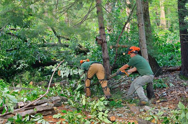 Best Utility Line Clearance  in Oronoco, MN