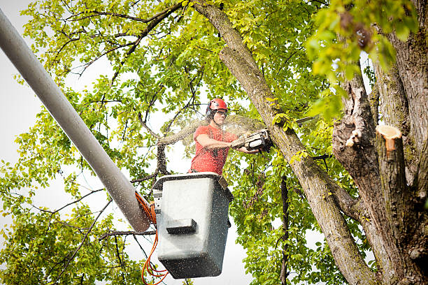 Best Tree Maintenance Programs  in Oronoco, MN