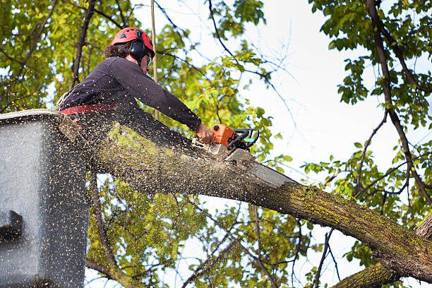 Lawn Drainage Solutions in Oronoco, MN